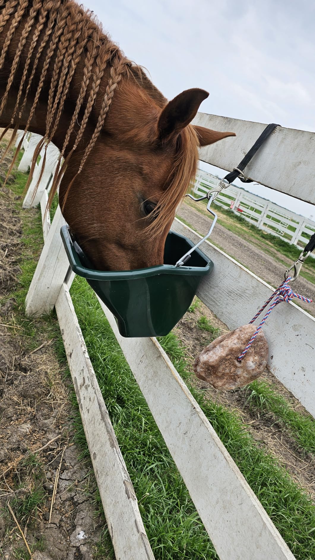 Little Giant Plastic Better Bucket | Horse Feed Bucket | Ergonomically Designed | Flat Back Bucket | Made in USA | 20 Quarts | Blue customer photo 1