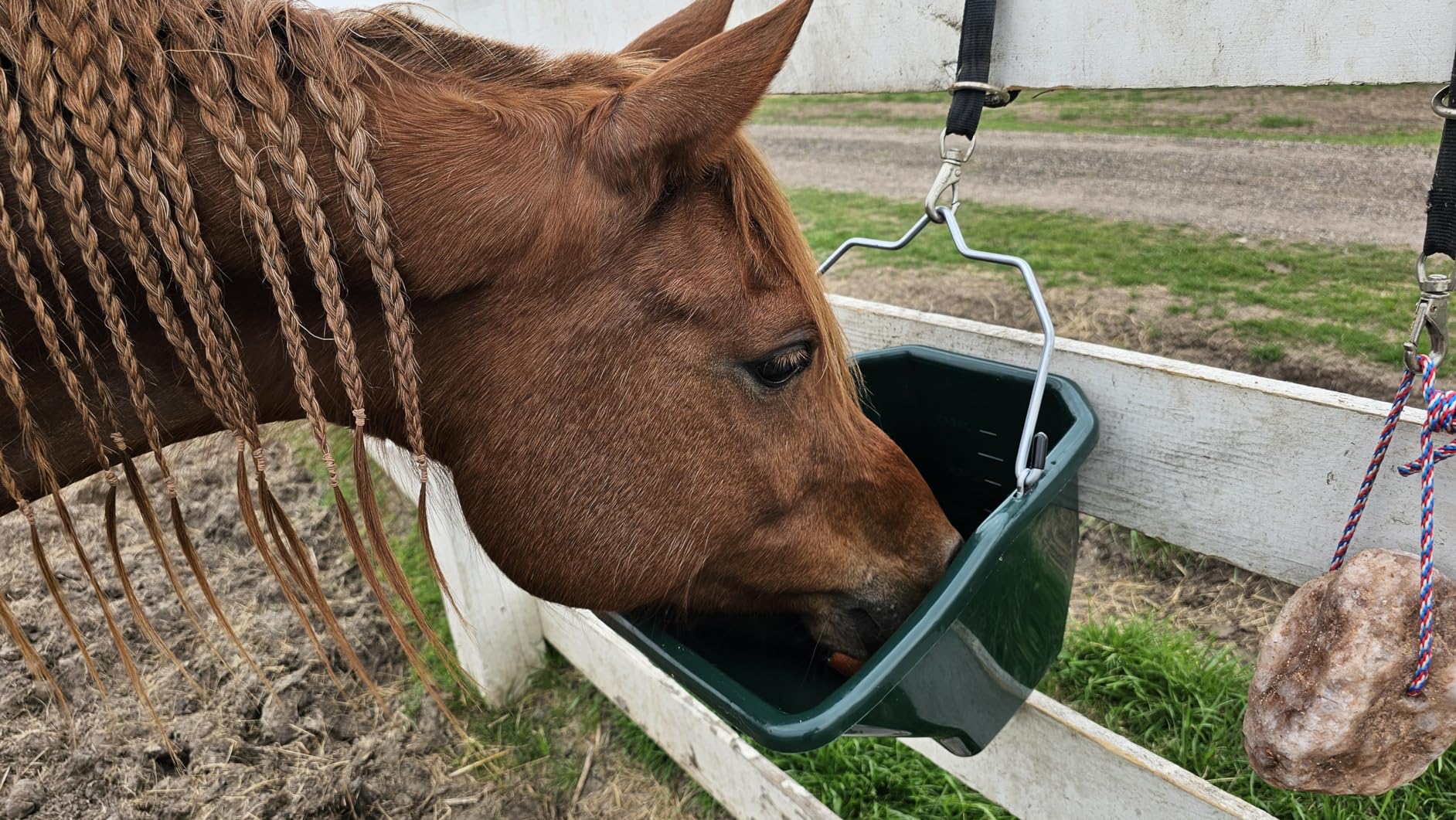 Little Giant Plastic Better Bucket | Horse Feed Bucket | Ergonomically Designed | Flat Back Bucket | Made in USA | 20 Quarts | Blue customer photo 2