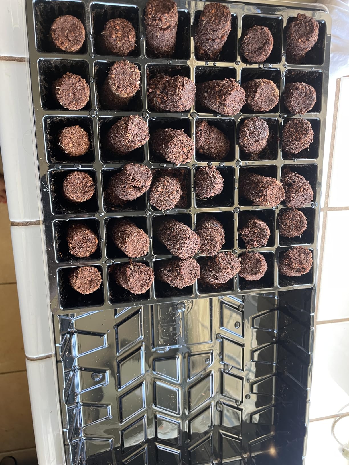 Burpee Greenhouse Indoor Starting Herbs, Flowers and Vegetables | Includes Dome, Watering, Seed Starter Tray, Coir Pellets | 10
