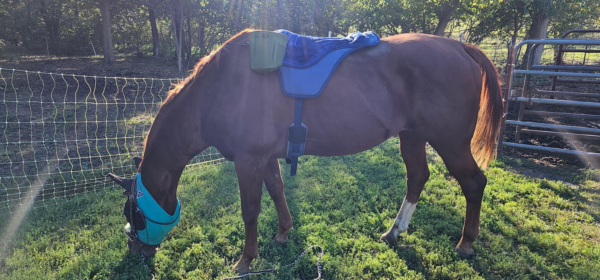 Intrepid International Comfort Plus Western Bareback Saddle, Anti-Slip Horse Saddle Pad, Bareback Pad w/Girth customer photo 1