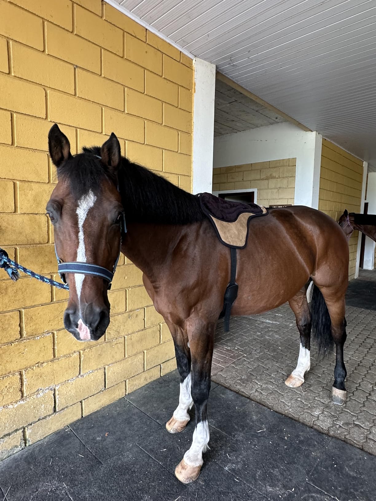 Intrepid International Comfort Plus Western Bareback Saddle, Anti-Slip Horse Saddle Pad, Bareback Pad w/Girth customer photo 2