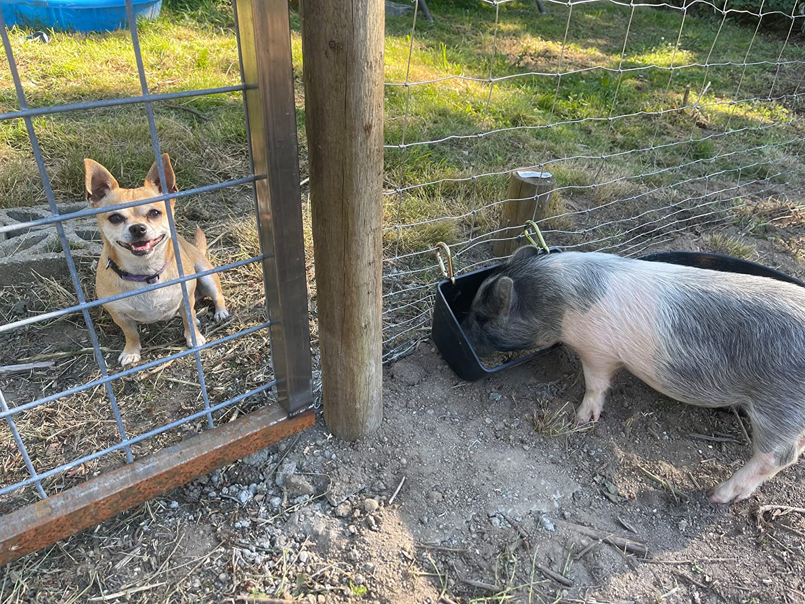 Little Giant Plastic Fence Feeder | Pig Feeder | Clip On Fence Feeder | Mountable Feed Bucket | 20 Quarts | Green customer photo 1