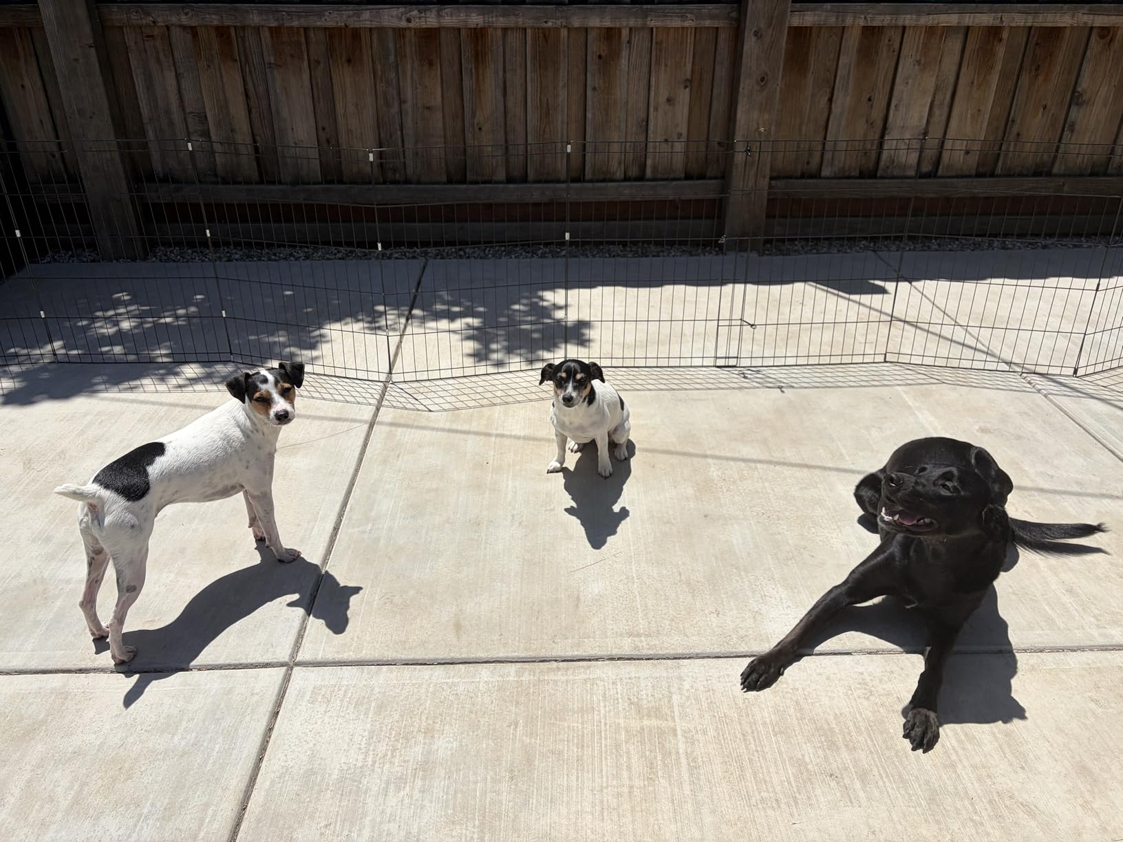 Dog Playpen - Foldable Metal Exercise Puppy Play Pen with 8 24x30in Panels - Indoor/Outdoor Pen with Door for Dogs, Cats or Small Animals by PETMAKER customer photo 2