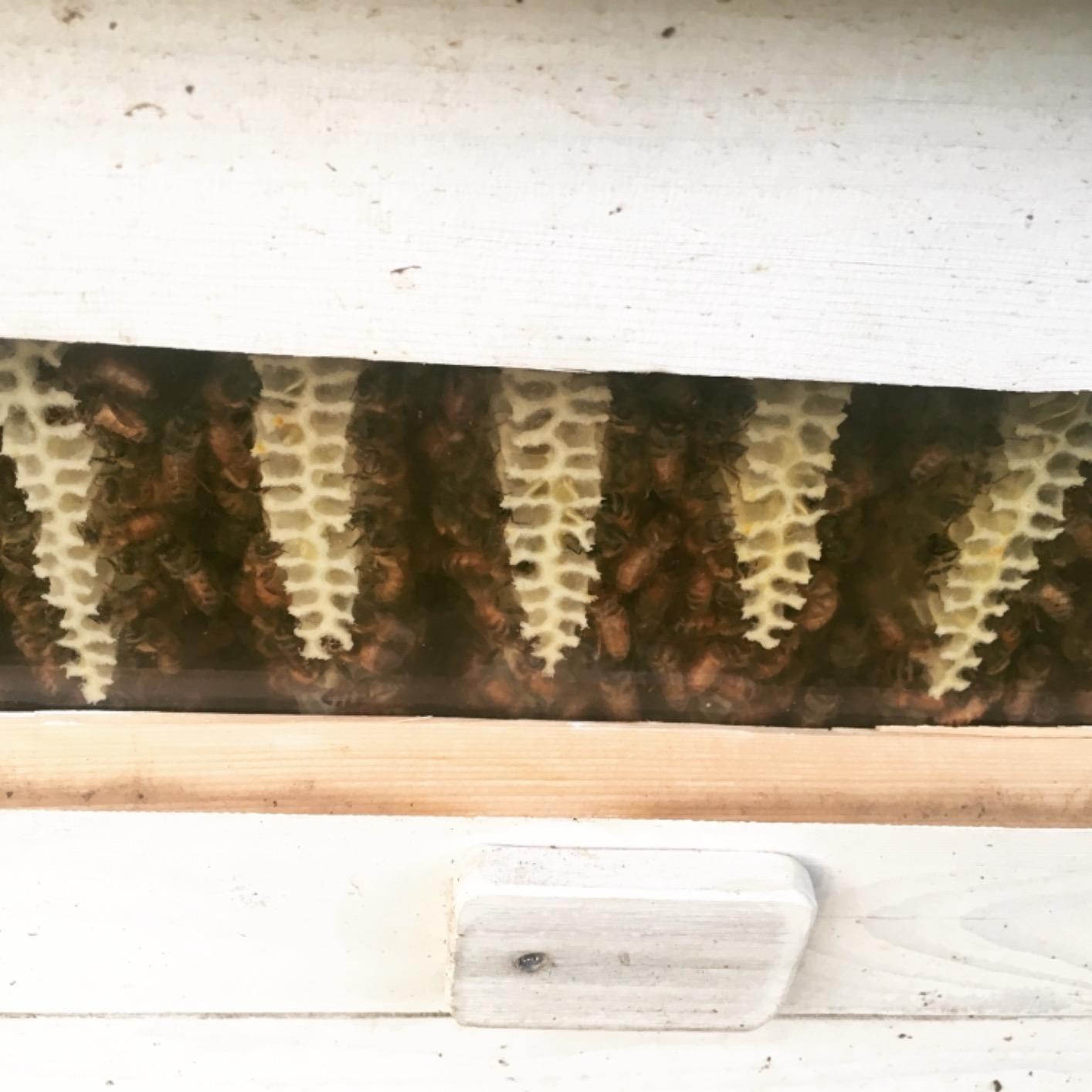 Ware Manufacturing Home Harvest Bee Hive, Allows for Natural Honeycomb Building - Complete Bee Hive Setup Kit customer photo 1