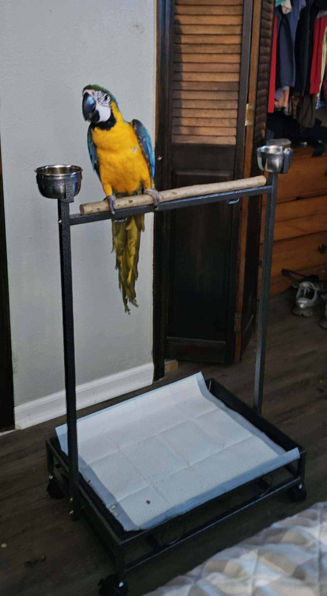 Large Wrought Iron Parrot Bird Play Stand Removable Easy Clean Tray Perch Play Gym Play Ground Stainless Feeder Cups Rolling Stand On Lockable Wheels customer photo 1