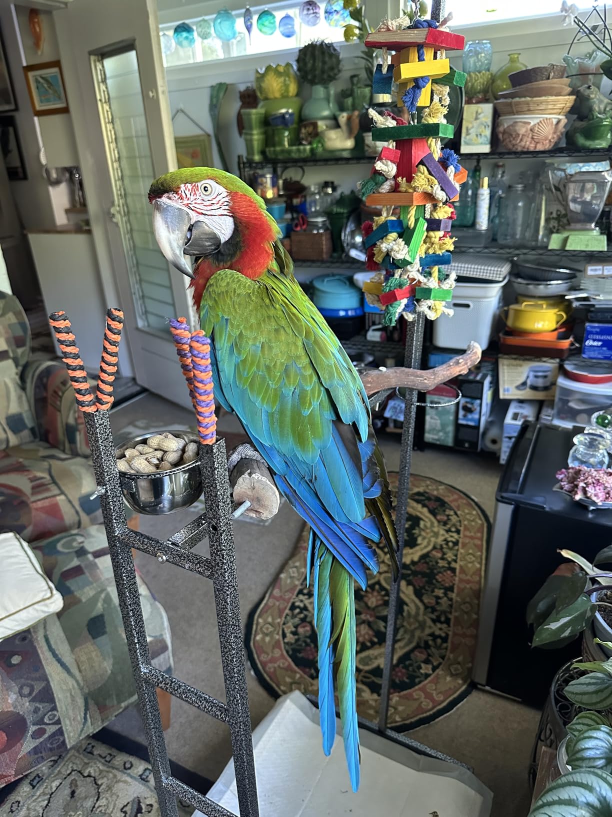 Large Wrought Iron Parrot Bird Play Stand Removable Easy Clean Tray Perch Play Gym Play Ground Stainless Feeder Cups Rolling Stand On Lockable Wheels customer photo 2