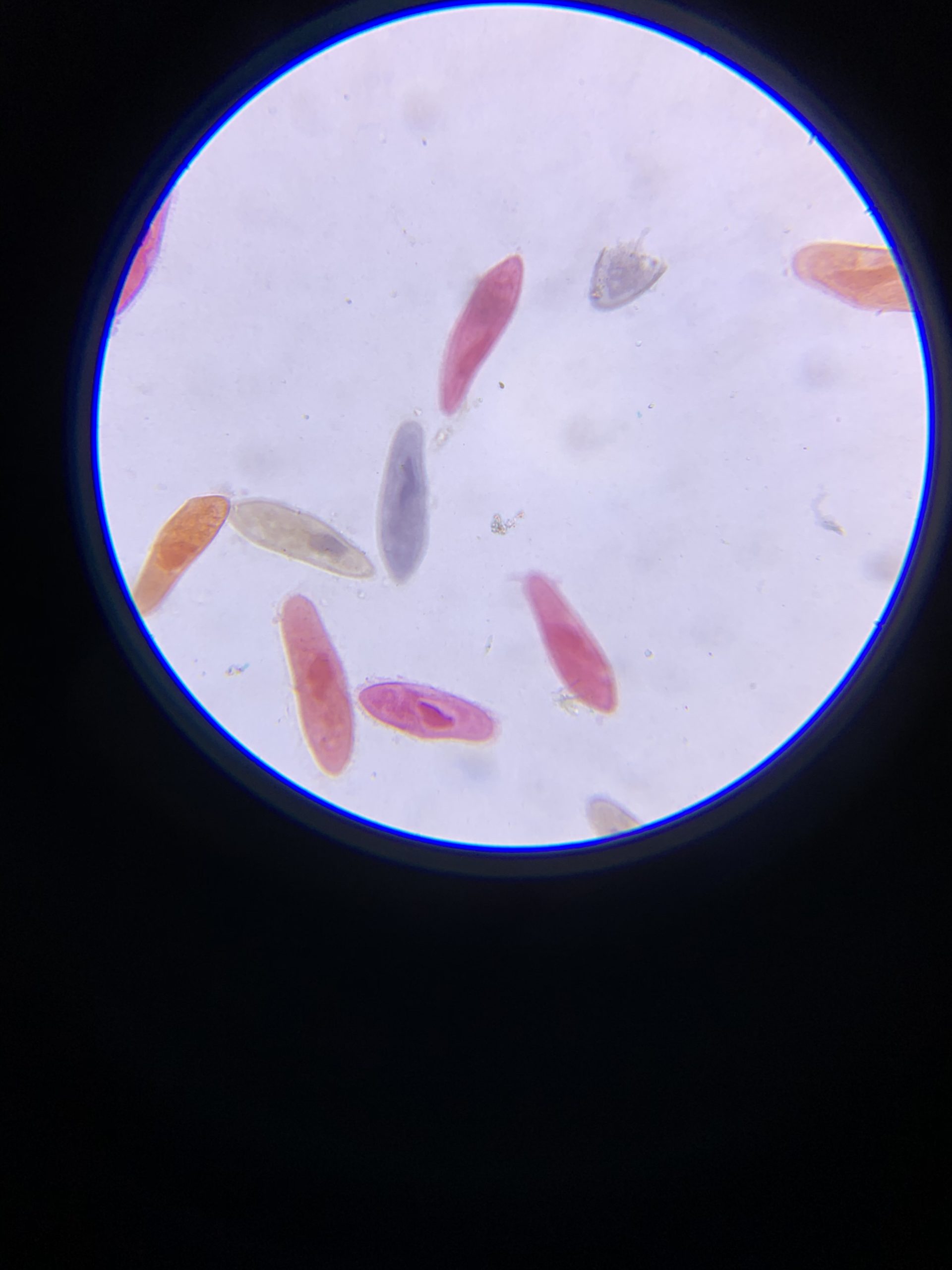AmScope M162C-2L-PB10-WM