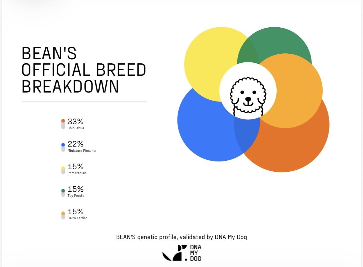 DNA MY DOG - Dog DNA Test Kit | 350+ Breeds Identified | 99%+ Accuracy | Allergy Risk Score | Personality & Behavior Insights | Results in 2-3 Weeks customer photo 1