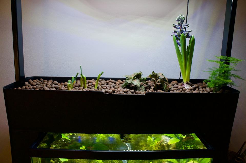 AquaSprouts Aquaponics Garden, Self-Sustaining Desktop Aquarium Hydroponics Ecosystem Kit, fits Standard 10 Gallon Aquariums customer photo 2