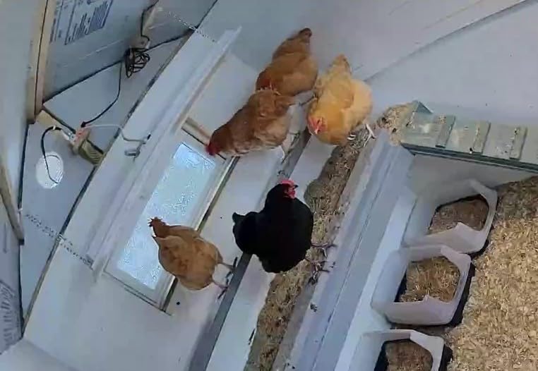 SWEETER HEATER Safe Heater for Chicks, Coops, & Animals, OH11x40, 150 Watt - Infrared Radiant Panel customer photo 1