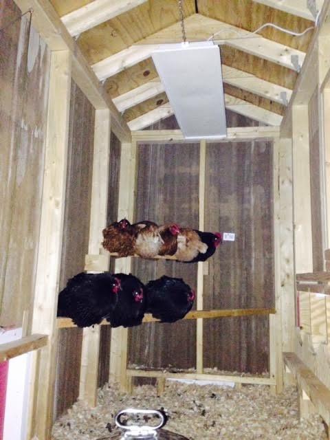 SWEETER HEATER Safe Heater for Chicks, Coops, & Animals, OH11x40, 150 Watt - Infrared Radiant Panel customer photo 2