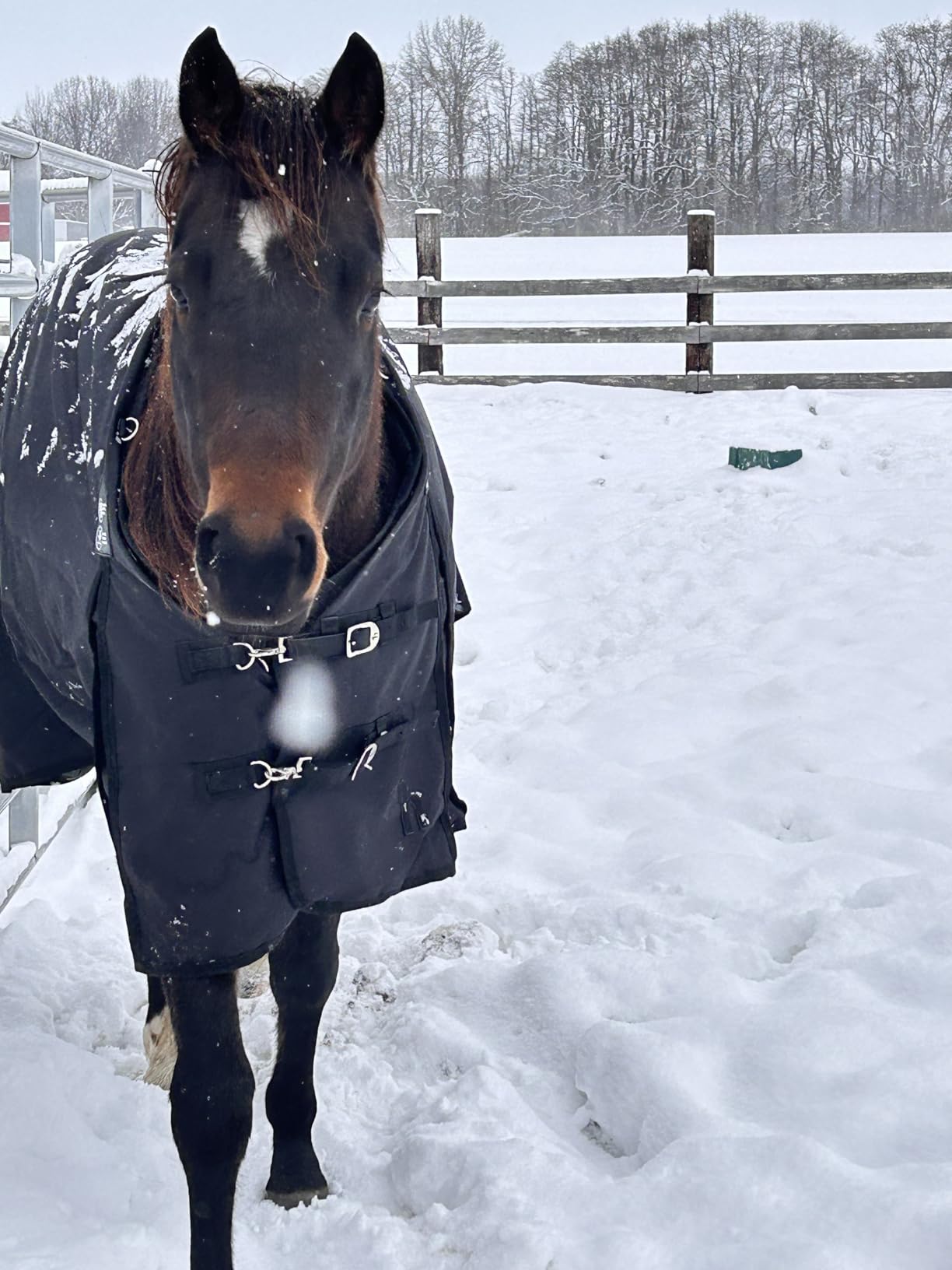 Horze Nevada Heavy Weight 1200D Waterproof Horse Winter Turnout Blanket (400g Fill) customer photo 1