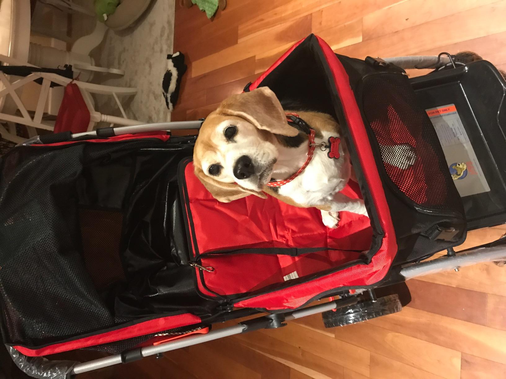 PET Rover Premium Heavy Duty Dog/Cat/Pet Stroller Travel Carriage with Convertible Compartment/Zipperless Entry/Reversible Handle Bar/Weather Resistance for Small, Medium and Large Pets (Blue) customer photo 2