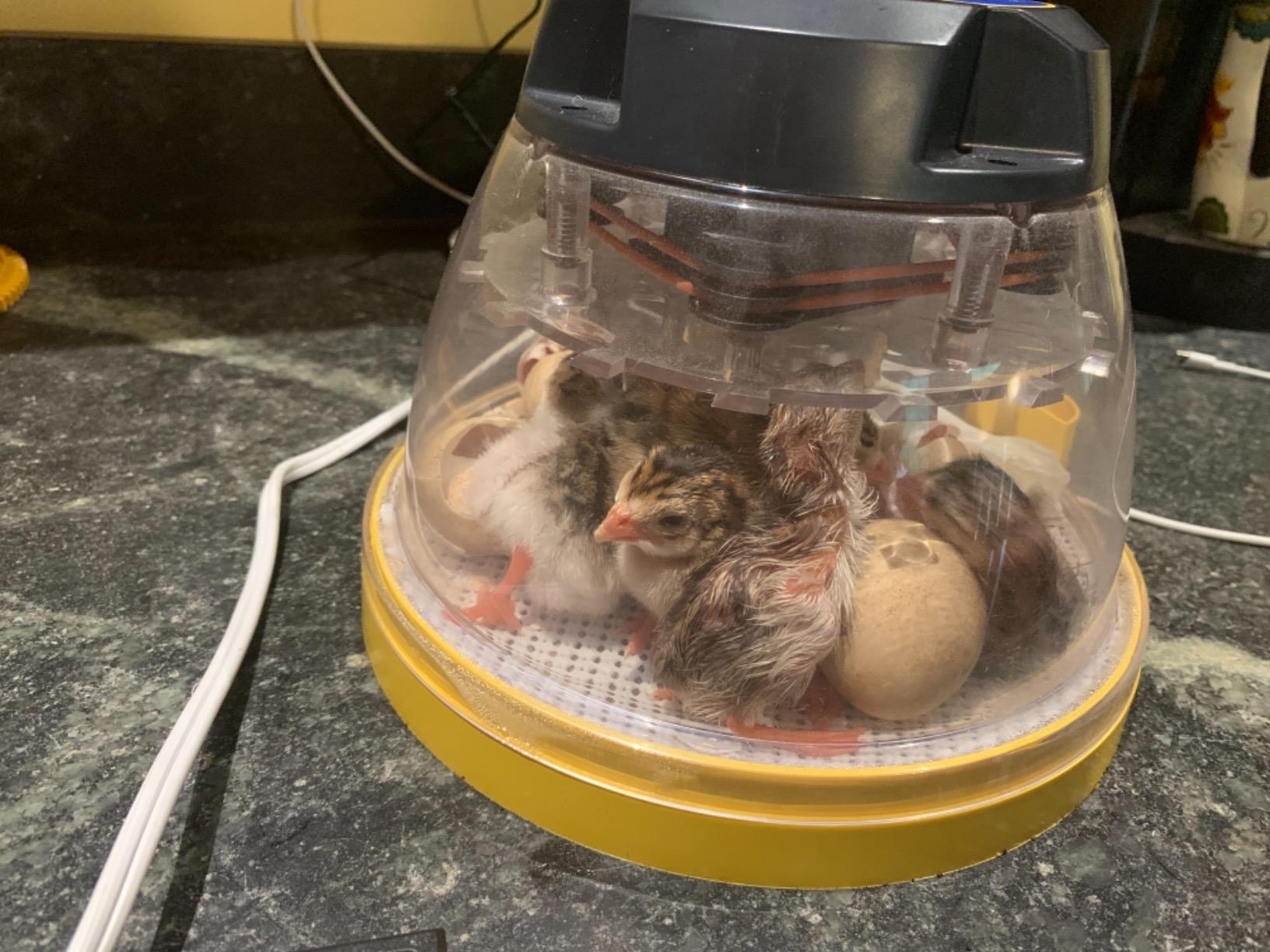 Brinsea Mini II Advance Egg Incubator with Automatic Egg Turning customer photo 1
