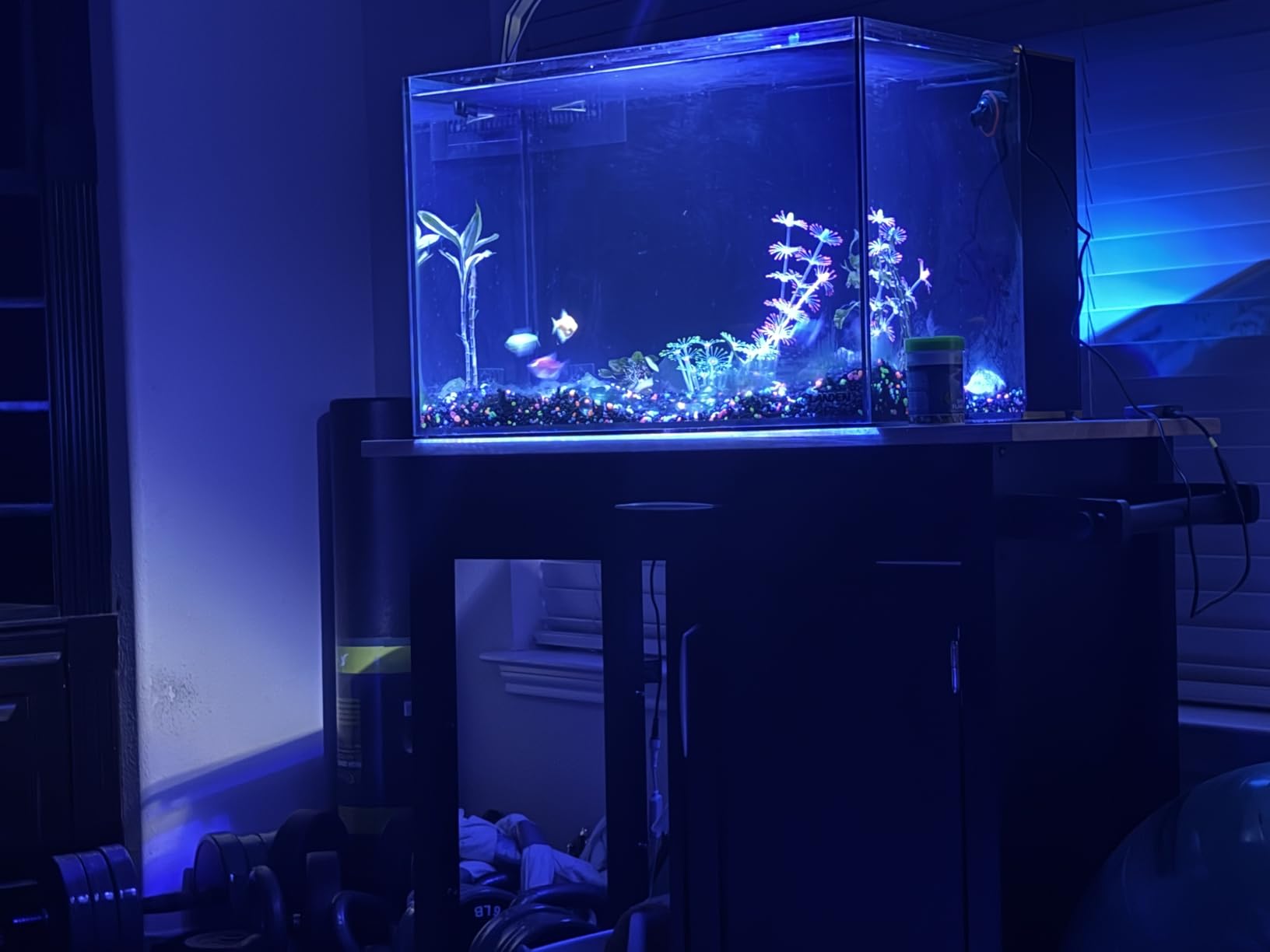 Landen 60P 26.23 Gallon Ultra Clear All Glass Rimless Low Iron Aquarium Tank with Rear Filtration Chamber for Salt and Fresh (Return Pump Included) 23.6Wx17.7Dx15.8H in(60x45x40cm) 8mm Thickness customer photo 1