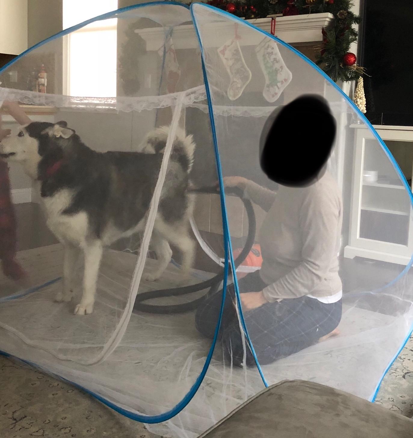 METROVAC AFTD-3 Air Force Commander 2-Speed Pet Grooming Dryer Purple | High Velocity Dog Hair Blower 4.0 HP USA customer photo 1