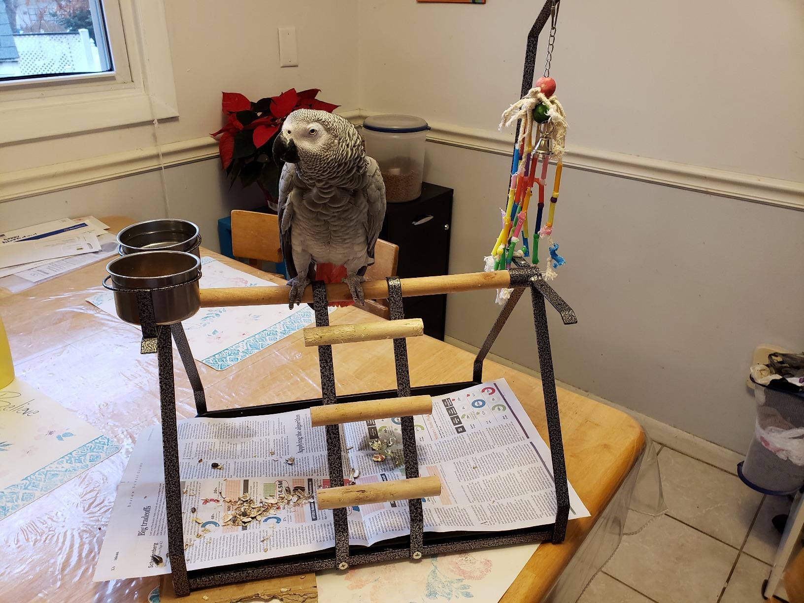 Parrot Bird Perch Table Top Stand Metal Wood 2 Steel Cups Play for Medium and Large Breeds 17.5