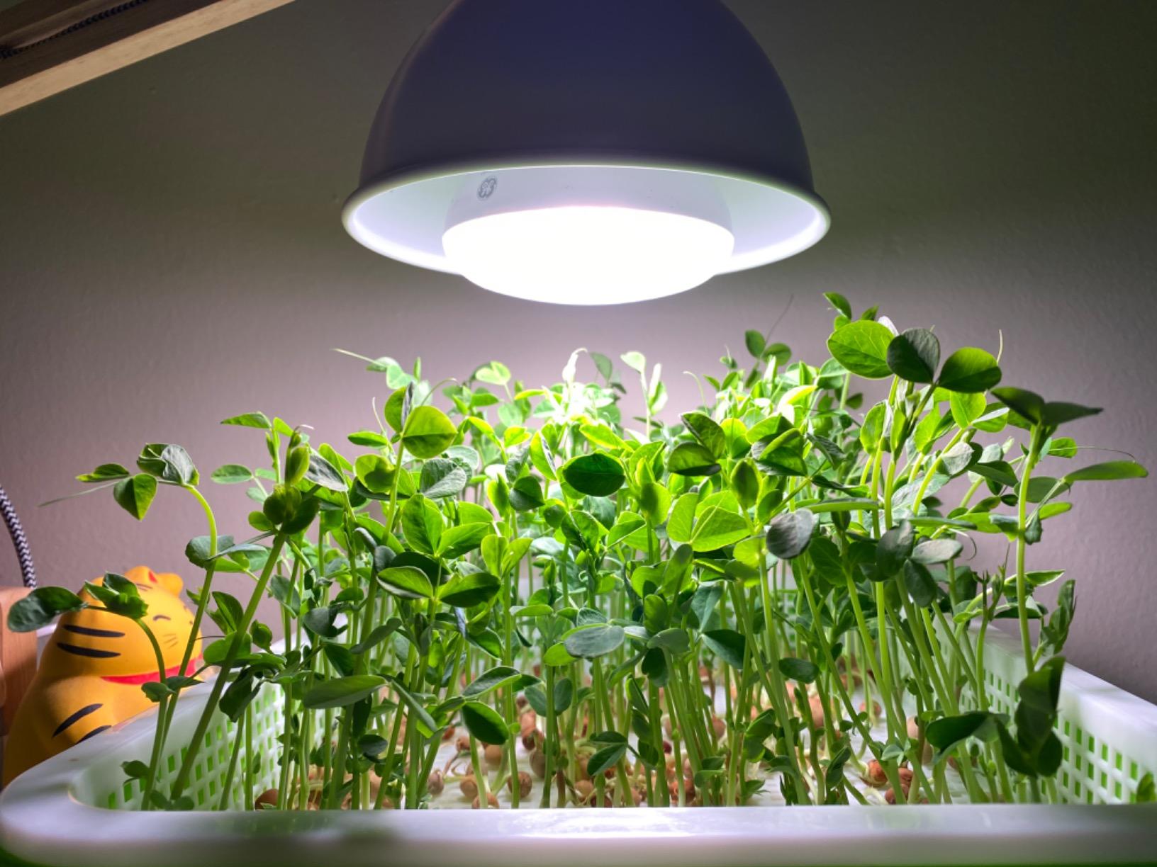 LeJoy Garden Seed Sprouter Tray BPA Free PP Soil-Free Big Capacity Healthy Wheatgrass Grower with Lid Sprouting Kit 13.4x9.84x4.72 inches customer photo 1