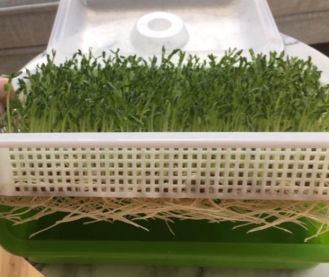 LeJoy Garden Seed Sprouter Tray BPA Free PP Soil-Free Big Capacity Healthy Wheatgrass Grower with Lid Sprouting Kit 13.4x9.84x4.72 inches customer photo 2