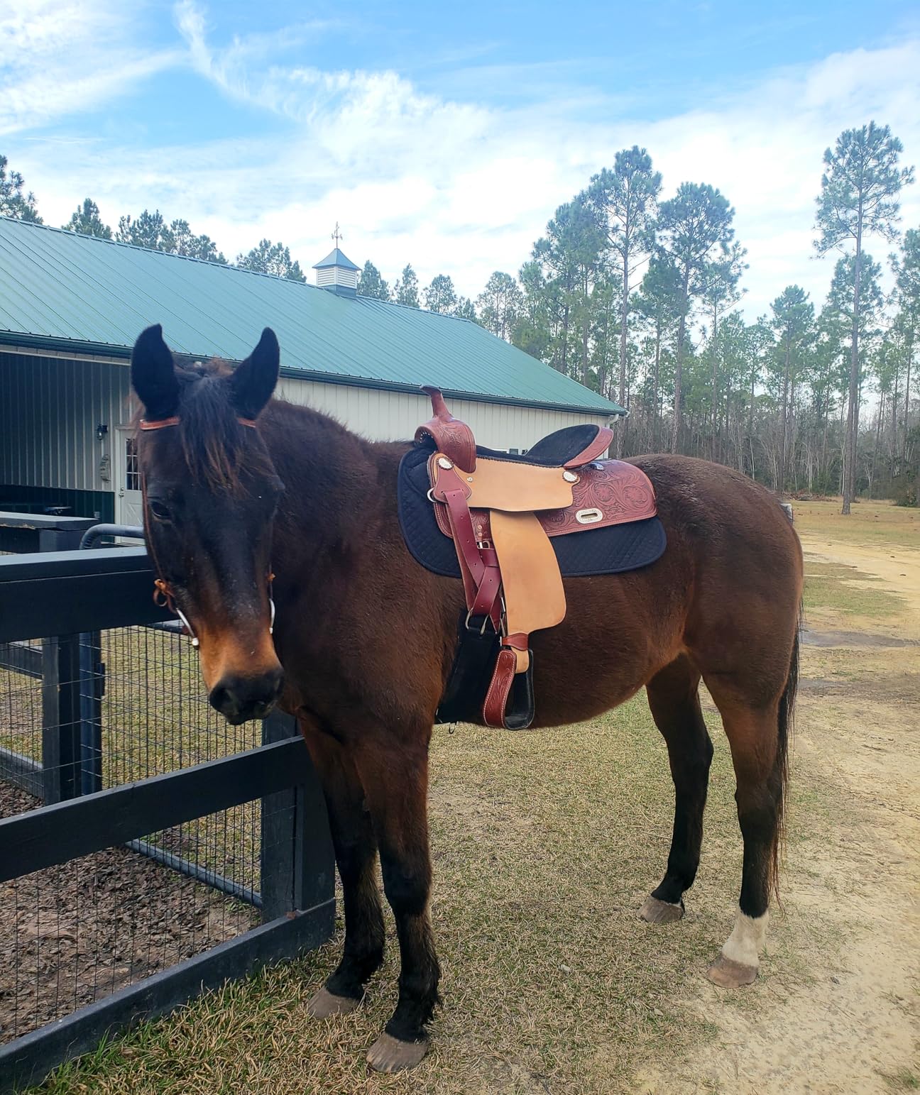 ECP Equine Comfort Products Thermoregulating Western Saddle Pad, Machine Washable Contoured Fit, Water Absorbing, Therapeutic, Shock Absorbing with Adjustable Memory Foam Shims customer photo 1