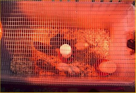 HovaBator 2370 Egg Incubator Deluxe Combo Kit customer photo 1