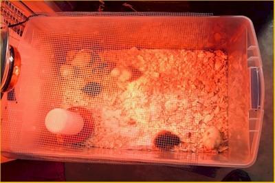 HovaBator 2370 Egg Incubator Deluxe Combo Kit customer photo 2