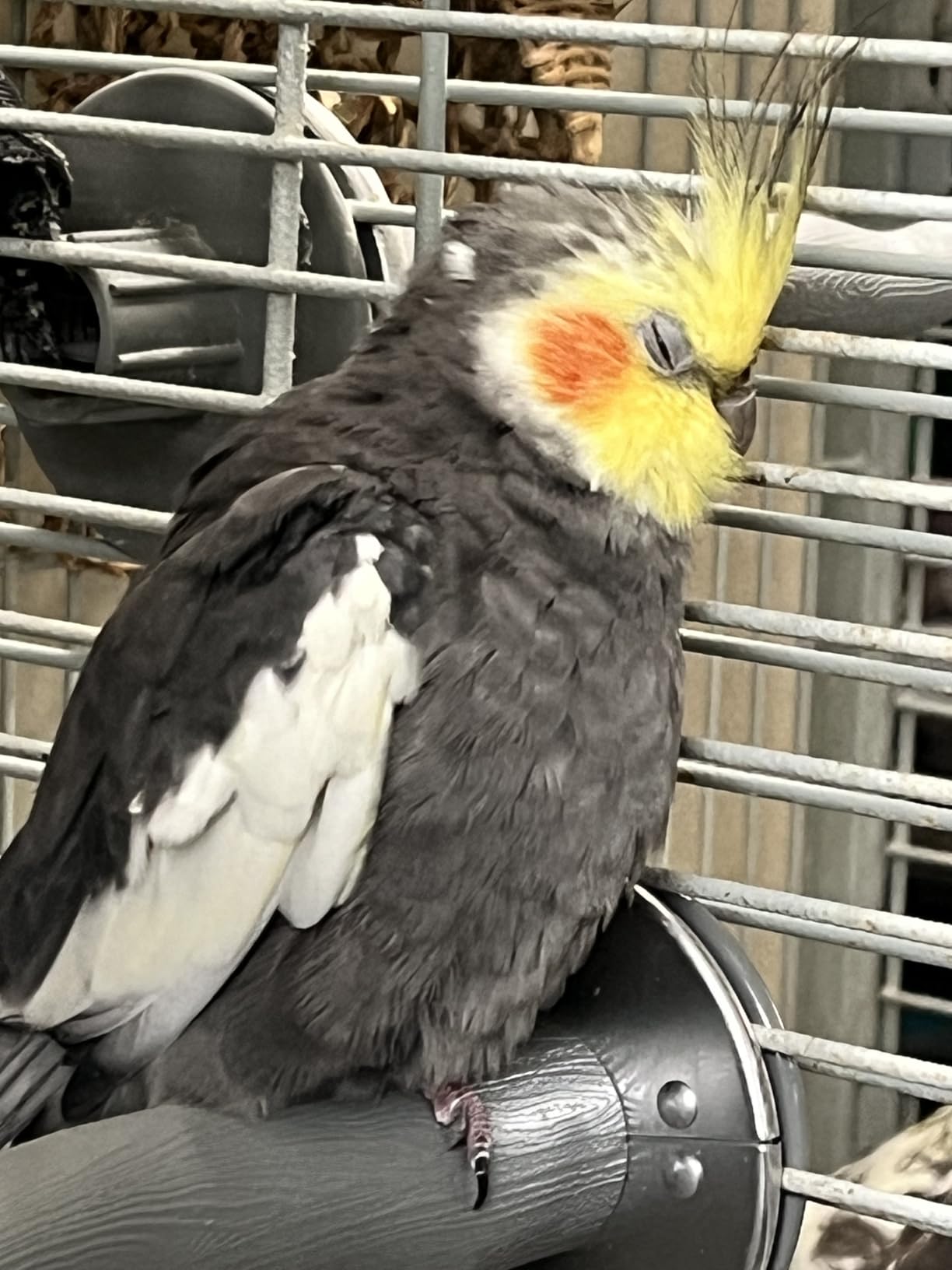 K&H Pet Products Thermo-Perch Heated Bird Perch for Cage, Exotic Avian Warming Post for Small/Medium Feathered Friends Like Parakeet, Cockatiel, Canary - Small 1 X 10.5in 12V customer photo 1