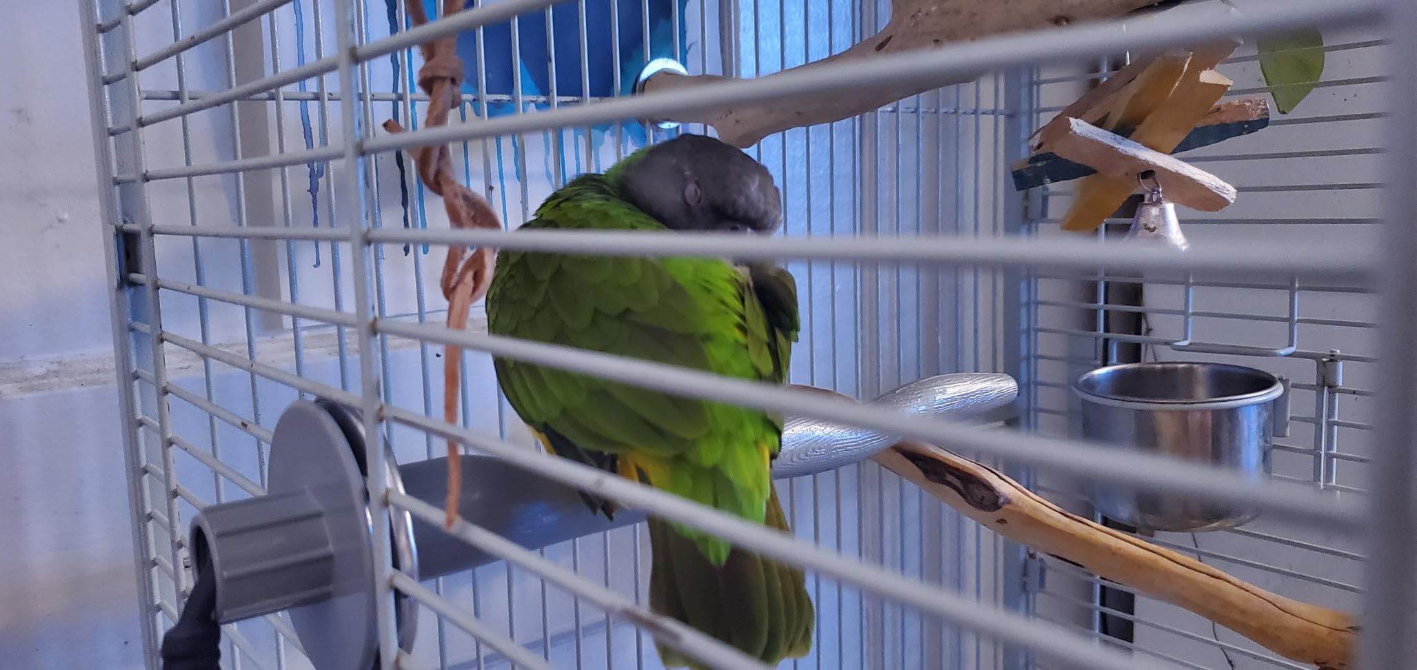 K&H Pet Products Thermo-Perch Heated Bird Perch for Cage, Exotic Avian Warming Post for Small/Medium Feathered Friends Like Parakeet, Cockatiel, Canary - Small 1 X 10.5in 12V customer photo 2
