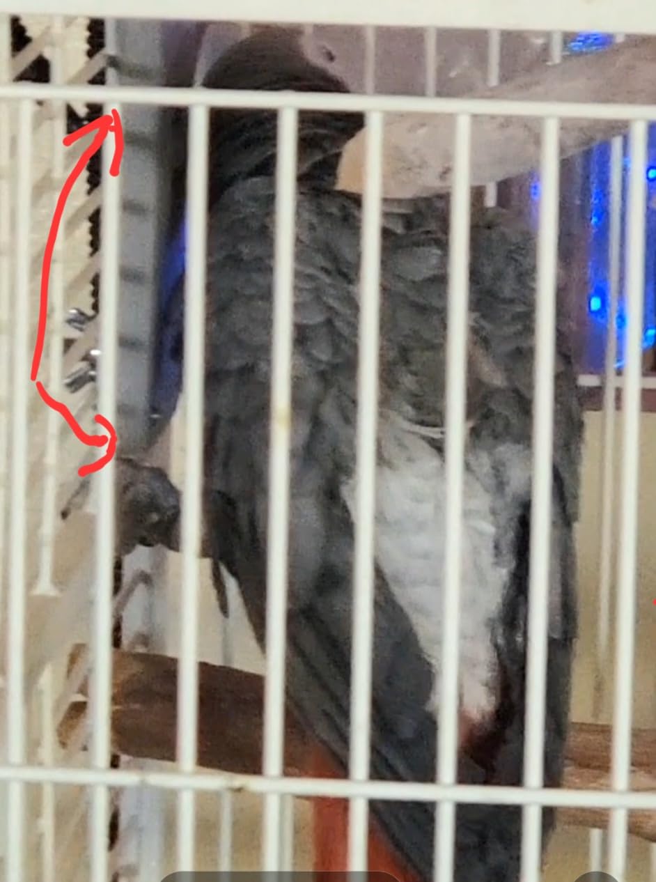 K&H Pet Products Snuggle-Up Bird Cage Heater, Exotic Avian Warming Panel for Small Exotics Like Parakeet, Cockatiel, Canary - Small 5 X 3in Gray 12V customer photo 1