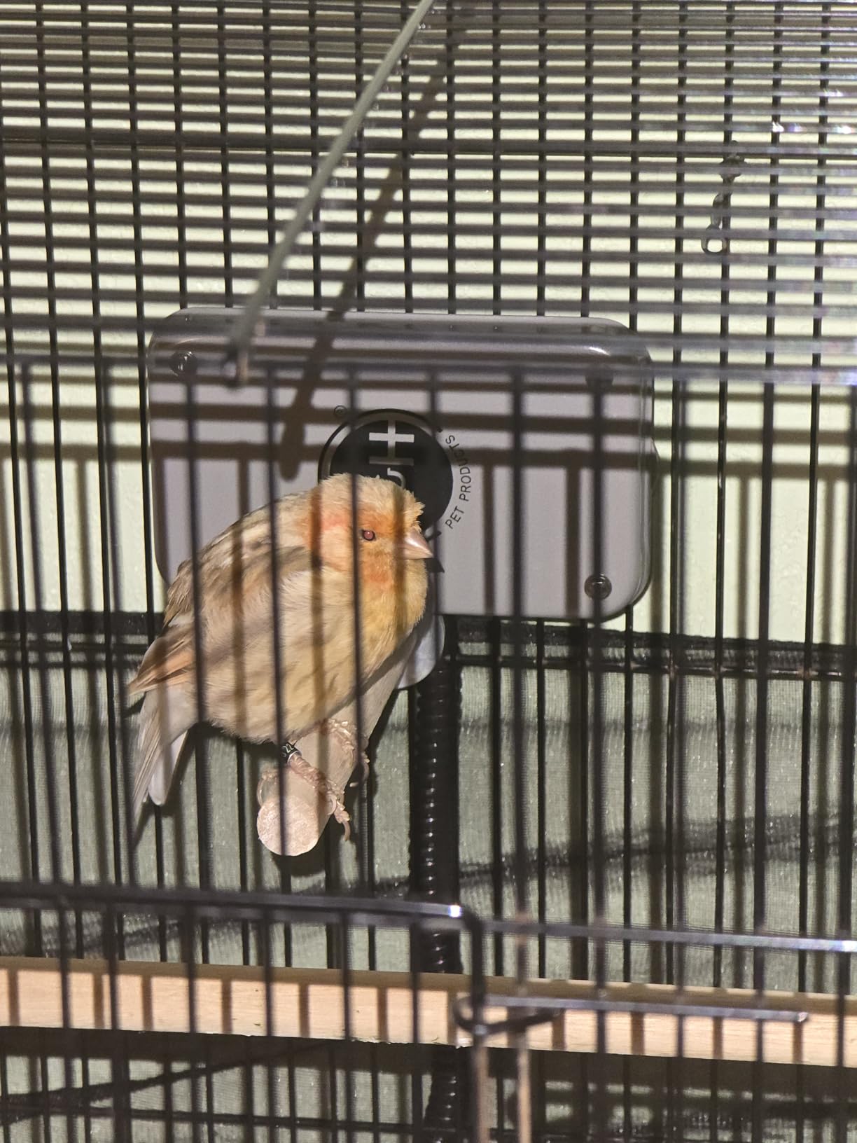 K&H Pet Products Snuggle-Up Bird Cage Heater, Exotic Avian Warming Panel for Small Exotics Like Parakeet, Cockatiel, Canary - Small 5 X 3in Gray 12V customer photo 2