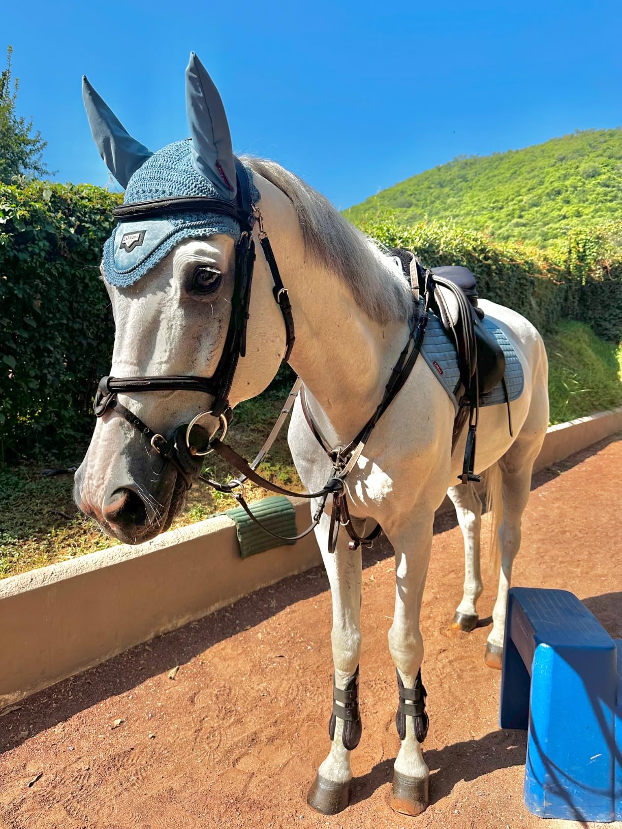 LeMieux Close Contact Suede Square Saddle Pad - English Saddle Pads for Horses - Equestrian Riding Equipment and Accessories customer photo 1