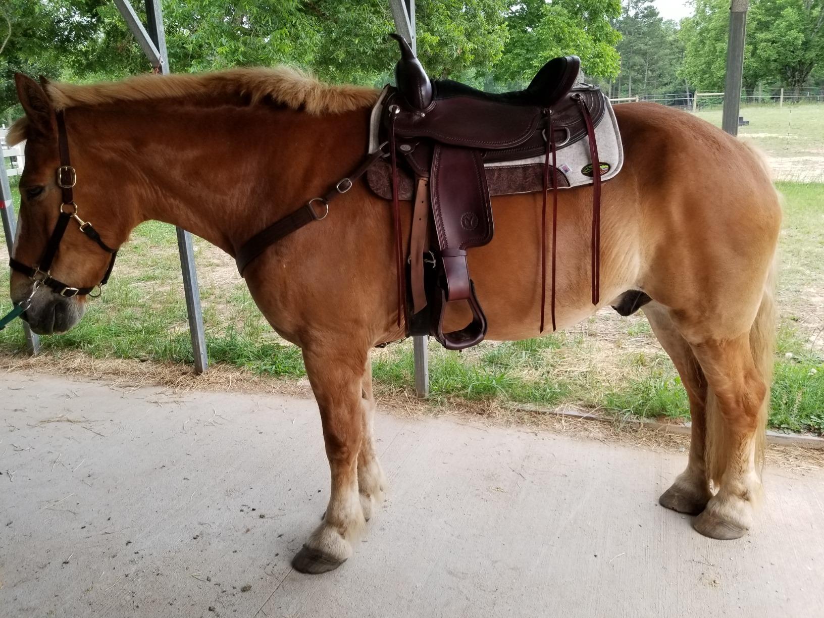 Southwestern Equine OrthoRide Made in USA Premium All Wool Build up, Saddle Pad Western, Classic Contour Saddle Pad, Ortho Pad Horse Saddle Pad, Saddle Blanket, 30x30 & 31x32 customer photo 2