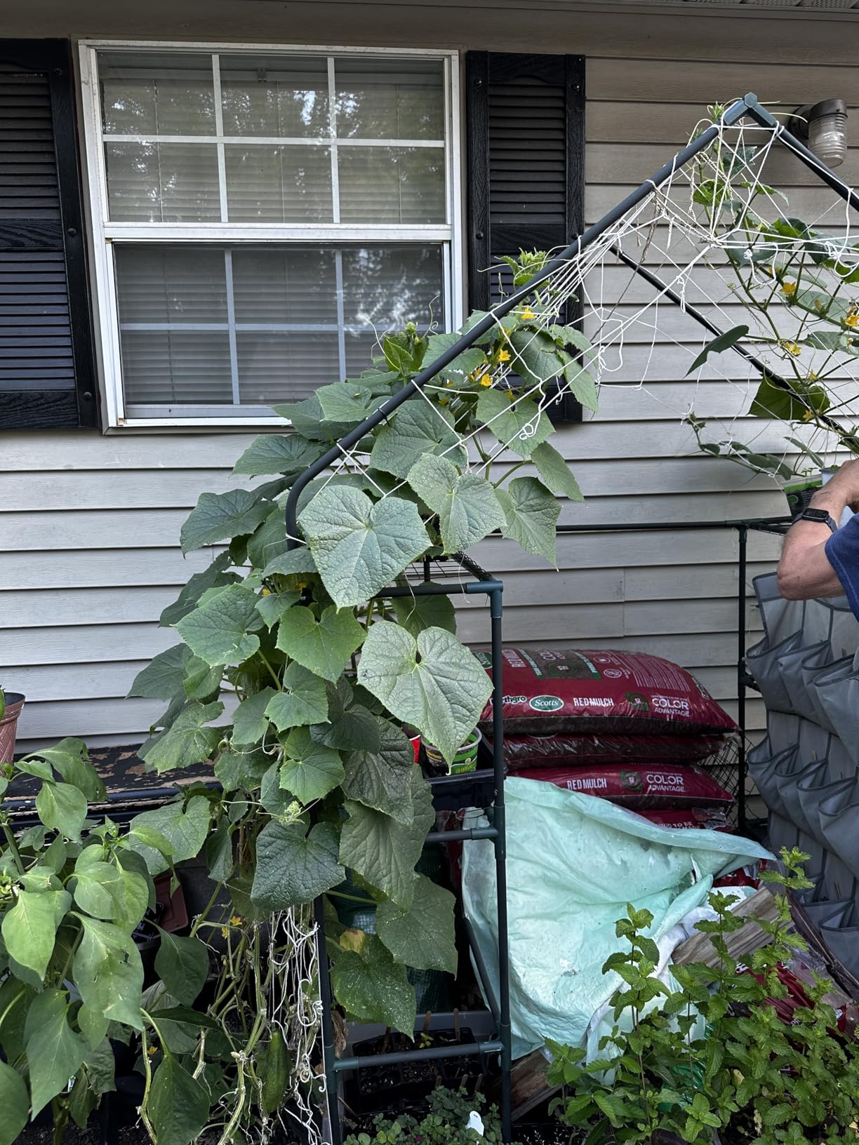 Tcamp Heavy-Duty Polyester Plant Trellis Netting 5 x 15ft (1 Pack) (5 Ft X 15 Ft) customer photo 2