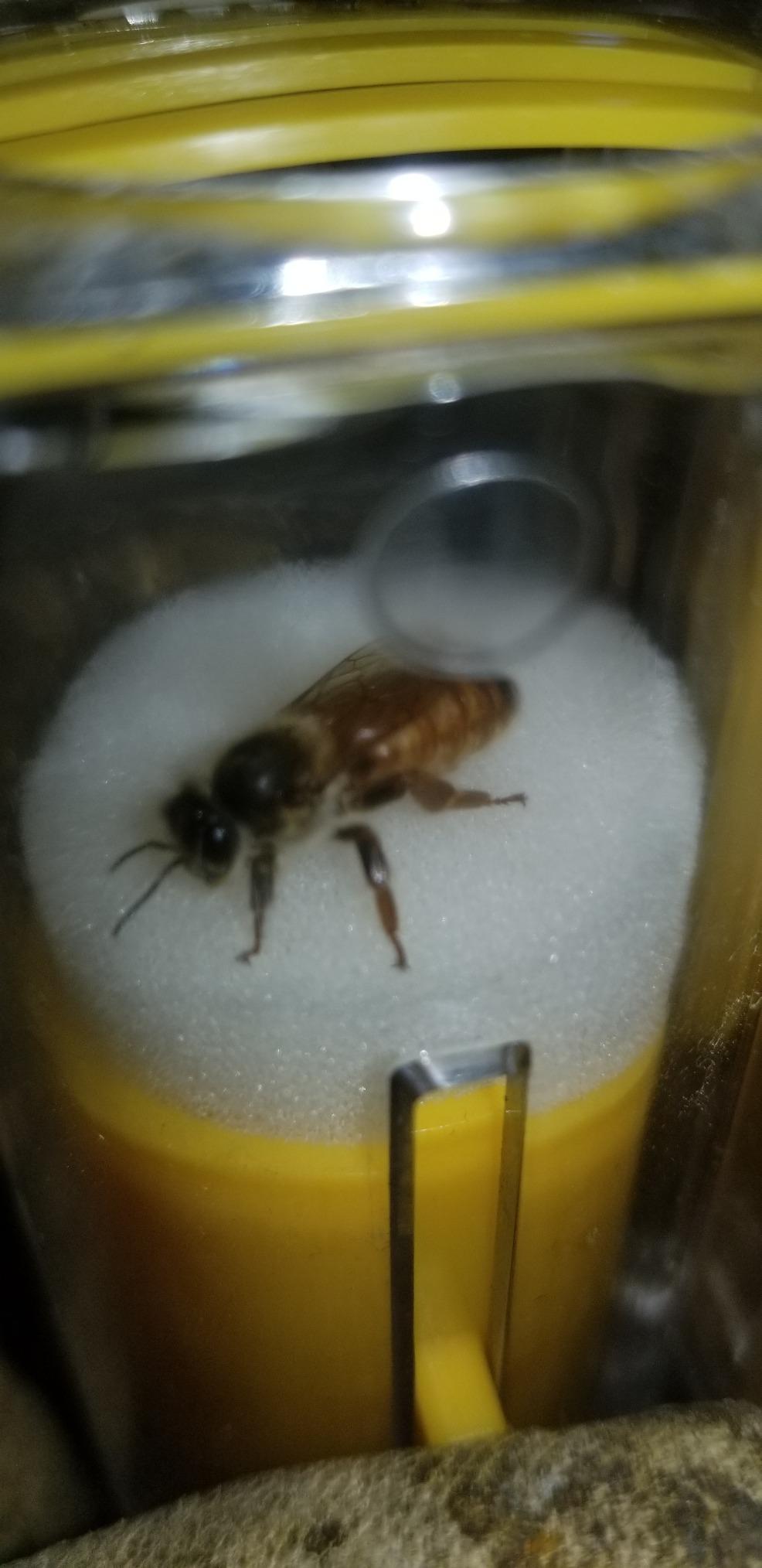 6pcs Queen Bee Catcher/Cage Set, 1x Queen Bee Marker,1x Marking Bottle, 1x Beehive Entrance Gate, 1x Bee Breeding Platform,2X Marking Clips, Beekeeping Tools customer photo 2