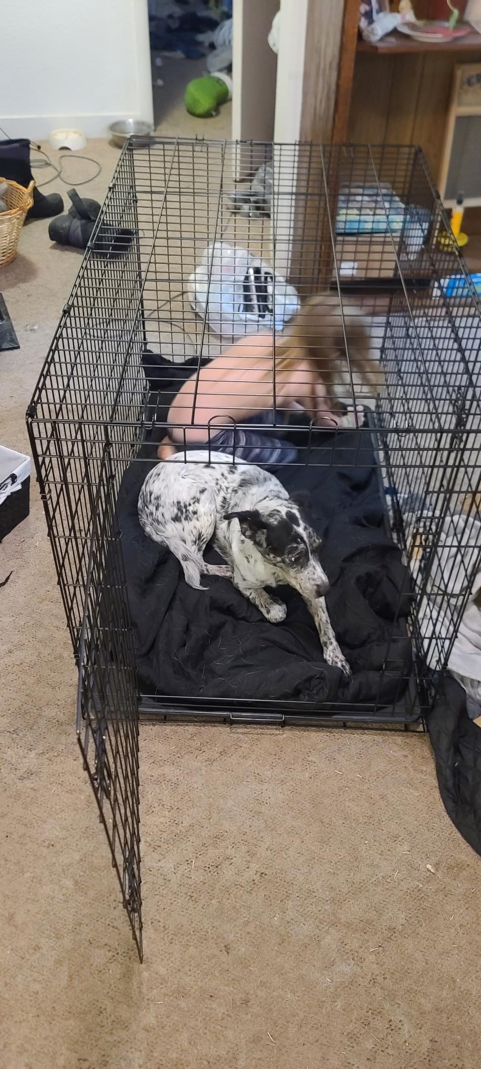 BestPet | Dog Crate | 48