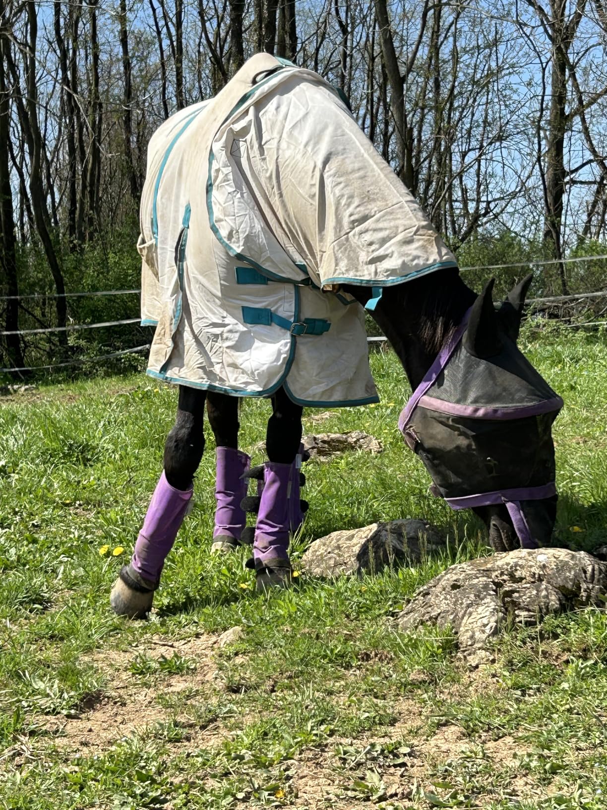 HILASON Horse Fly Sheet UV Protect Breathable Mesh Bug Mosquito Spring Summer Horse Rug customer photo 1
