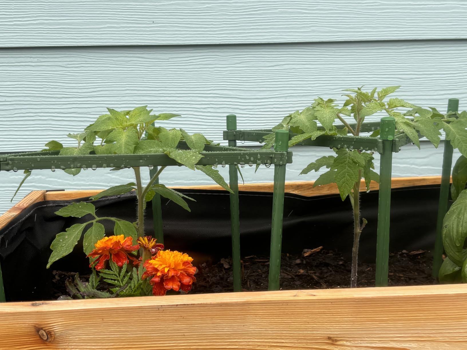 K-Brands Tomato Cage - Tomatoes Plant Stakes Support Cages Trellis for Garden and Pots (3 Pack - Extra Tall Upto 68 inches) customer photo 1