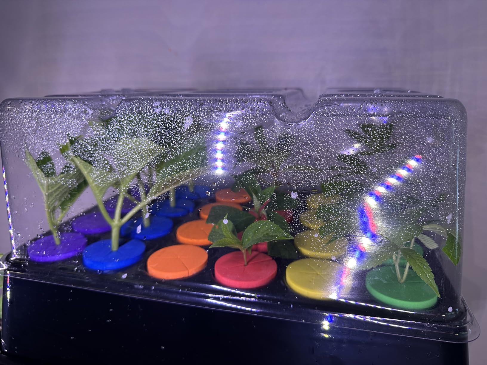 Aeroponic Cloner Machine 24 Site for Cuttings Rooting Using 2 inch Neoprene Inserts or 2 inch Clone Collars customer photo 1