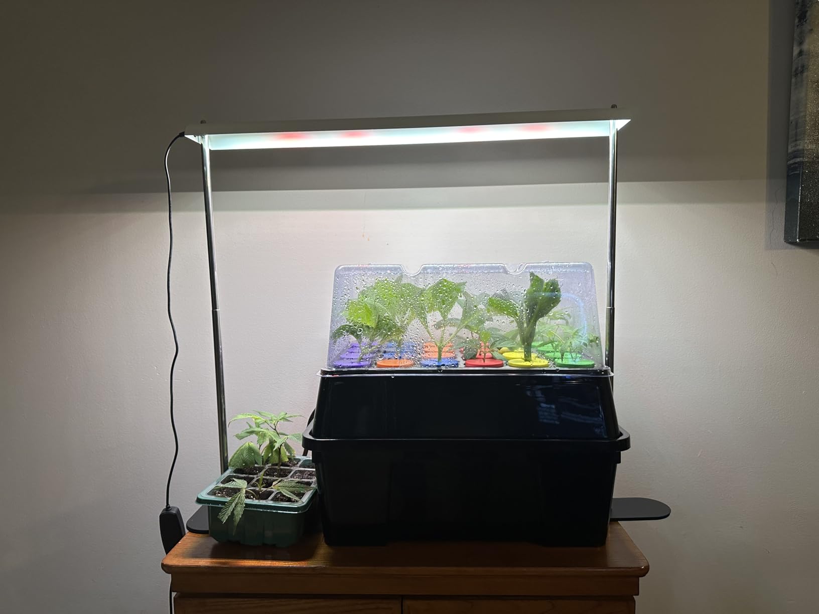 Aeroponic Cloner Machine 24 Site for Cuttings Rooting Using 2 inch Neoprene Inserts or 2 inch Clone Collars customer photo 2