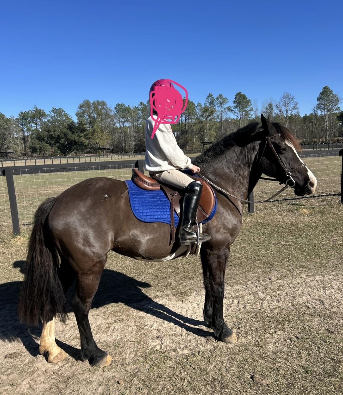 LeMieux General Purpose Square Saddle Pad - English Saddle Pads for Horses - Equestrian Riding Equipment and Accessories customer photo 1