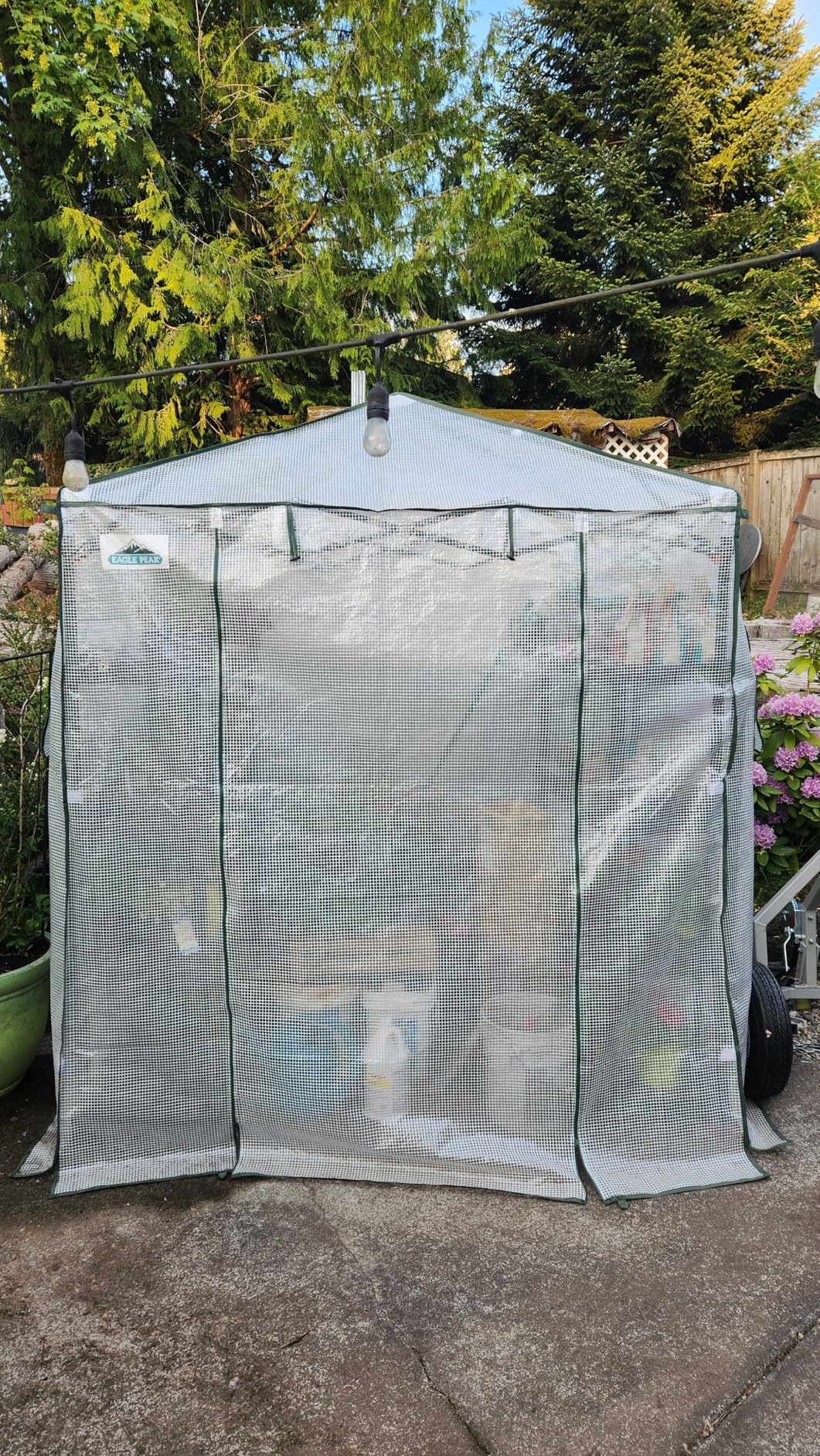 EAGLE PEAK 8x6 Portable Walk in Greenhouse, Pop Up Indoor Outdoor Greenhouse, Green House Kit with Zippered Roll-Up Doors and Windows, PE Cover, Clear/Green customer photo 2