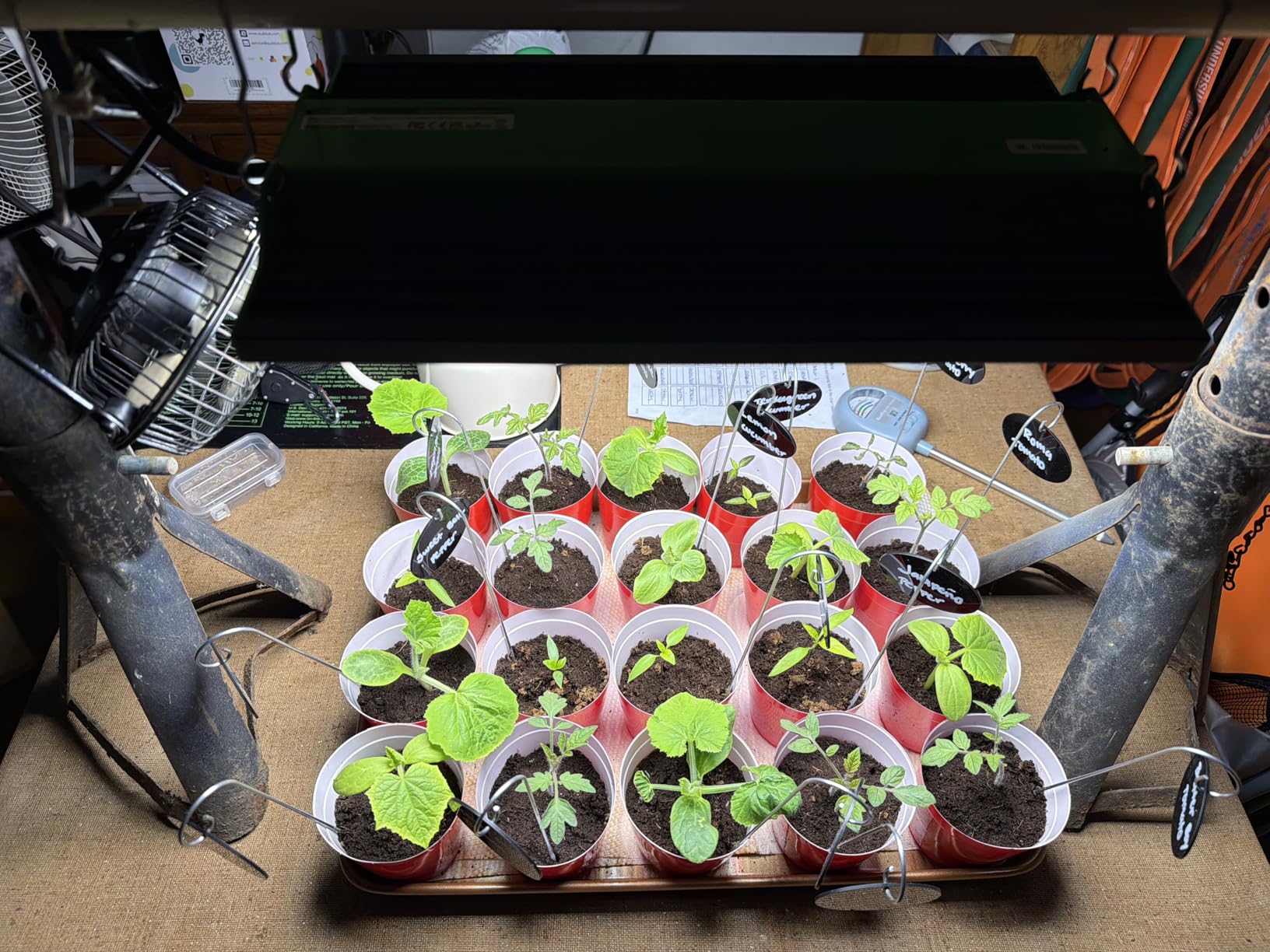VIPARSPECTRA P1000 LED Grow Light for Seed Starting Vegetables Bloom, Dimmable Plant Lights Dimming Daisy Chain Grow Lights for Indoor Plants Full Spectrum for 3x3/2x2 Grow Tent customer photo 1