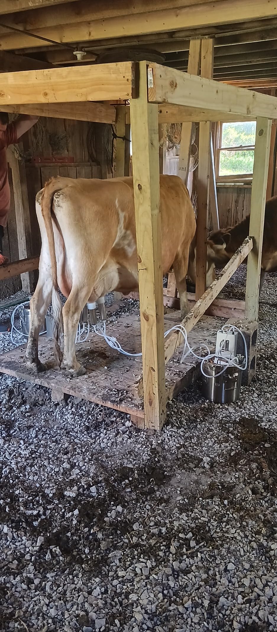 6L Goat Milking Machine, Hantop Rechargeable Pulsation Pump Milker (Pro) | Portable Battery Pump, Pulsation System, Speed Adjustable, Auto Stop, SUS304 Stainless Steel Bucket, Food-grade material customer photo 1