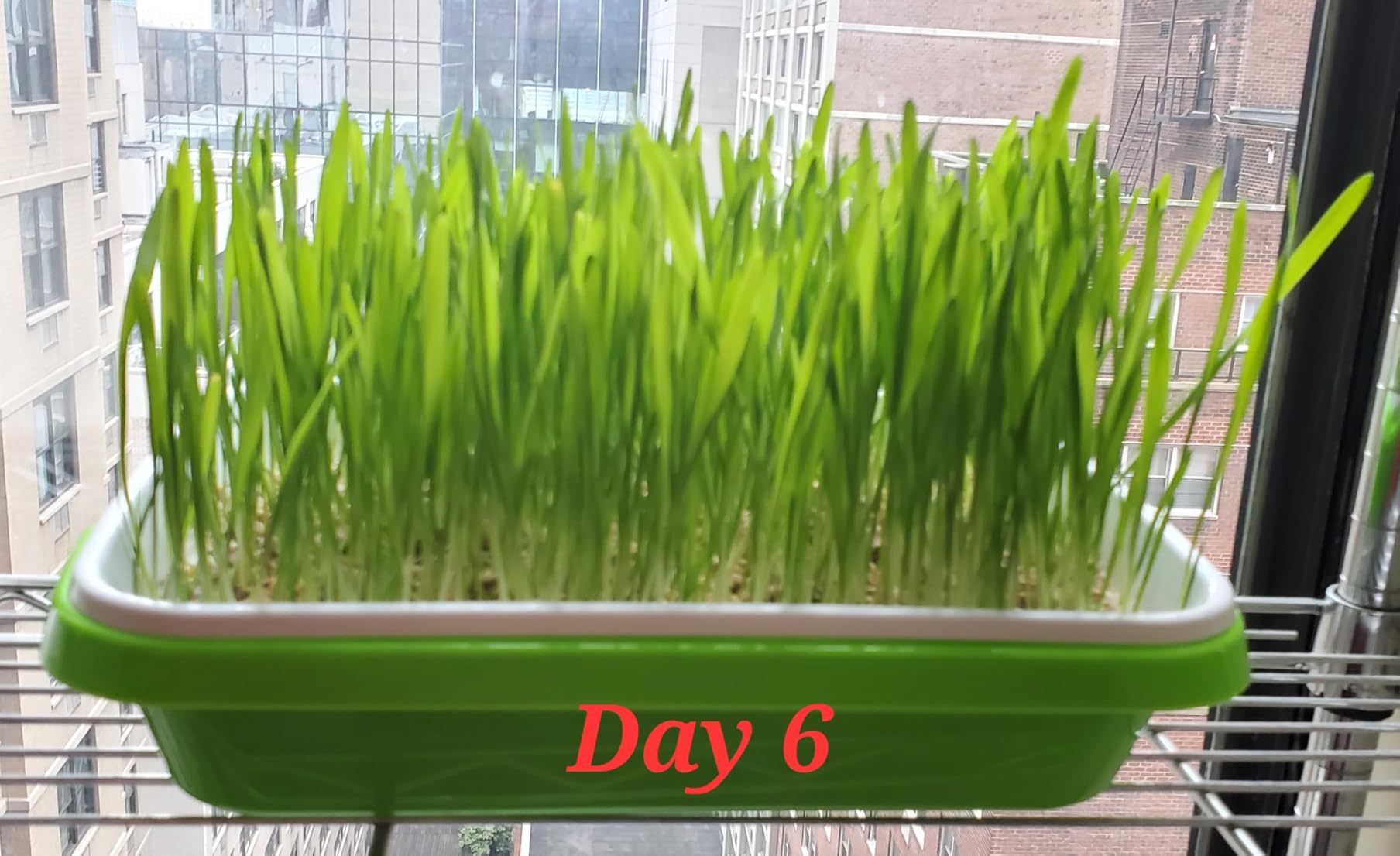 SUNPRO 2-Pack Seed Sprouter Tray with Humidity Lid, BPA Free Food Grade Soil-Free Sprouting Kit, Large Capacity Wheatgrass Grower & Microgreens Germination Station for Beans, Peas, Cat Grass (Green) customer photo 1