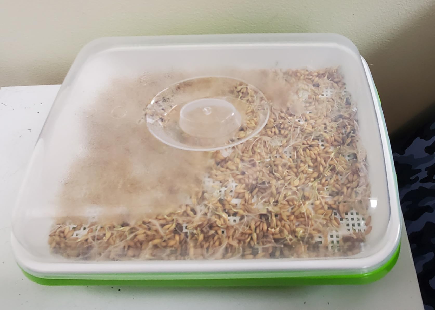 SUNPRO 2-Pack Seed Sprouter Tray with Humidity Lid, BPA Free Food Grade Soil-Free Sprouting Kit, Large Capacity Wheatgrass Grower & Microgreens Germination Station for Beans, Peas, Cat Grass (Green) customer photo 2