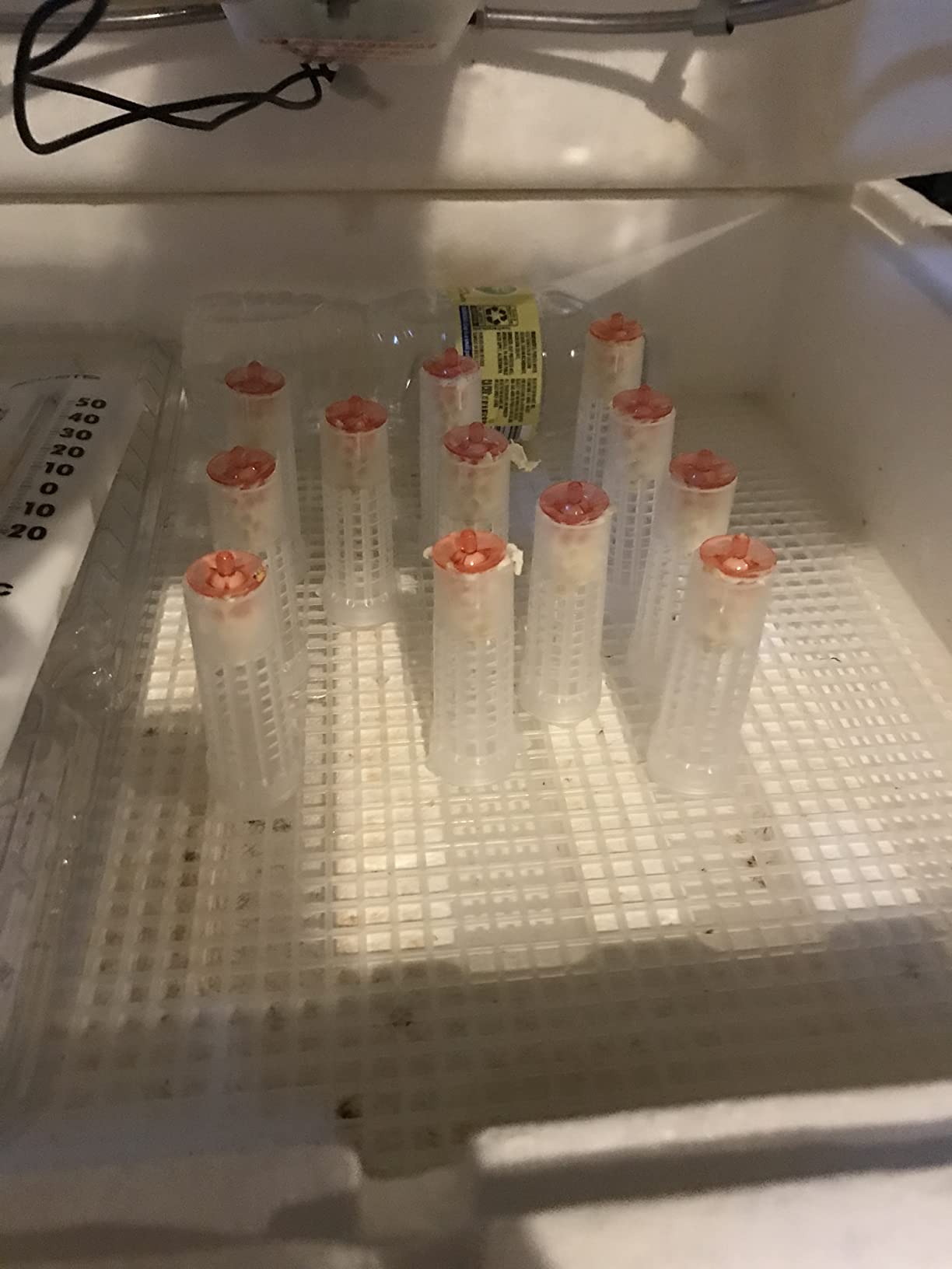 MIZORLIE Beekeeping Rearing Cup Kit - Queen Bee Roller Cage Beekeeping Equipment Insects Tools.(20pcs) customer photo 1