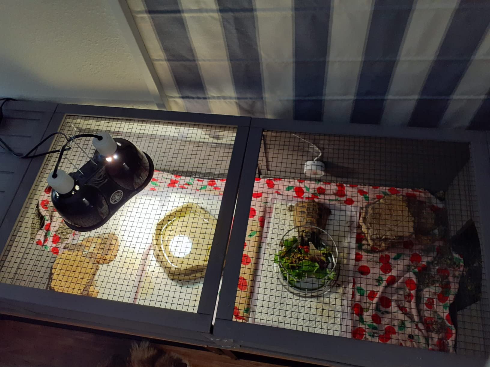 GUTINNEEN Tortoise Cage Large Tortoise Habitat with Light Support Frame, Indoor Turtle House, Outdoor Tortoises Enclosure for Small Animals customer photo 2