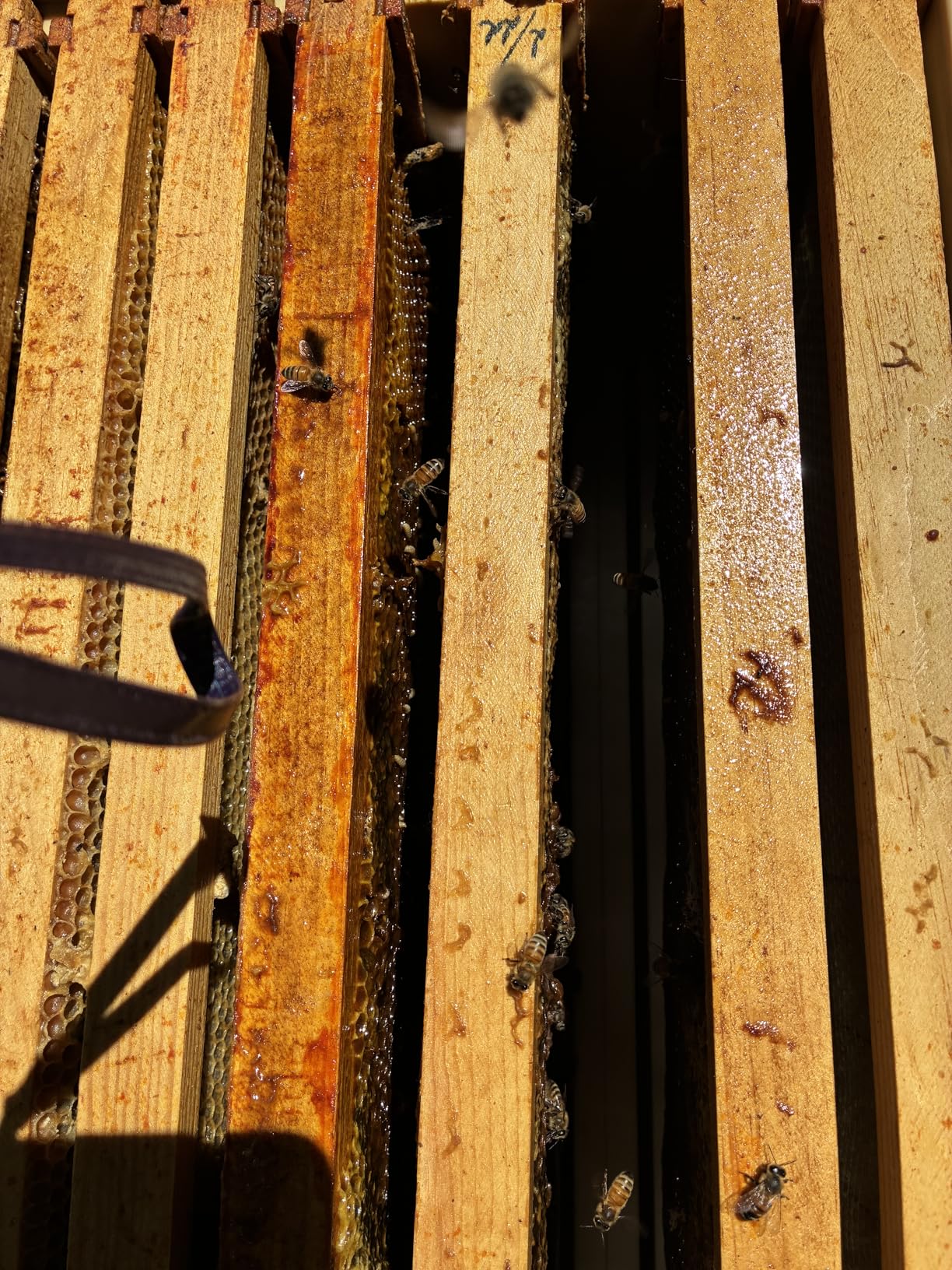 Ergo Insulated 10 Frame Bee Hive Set [NO Frames Included] (Single Hive, White Body Yellow Entrance) customer photo 1