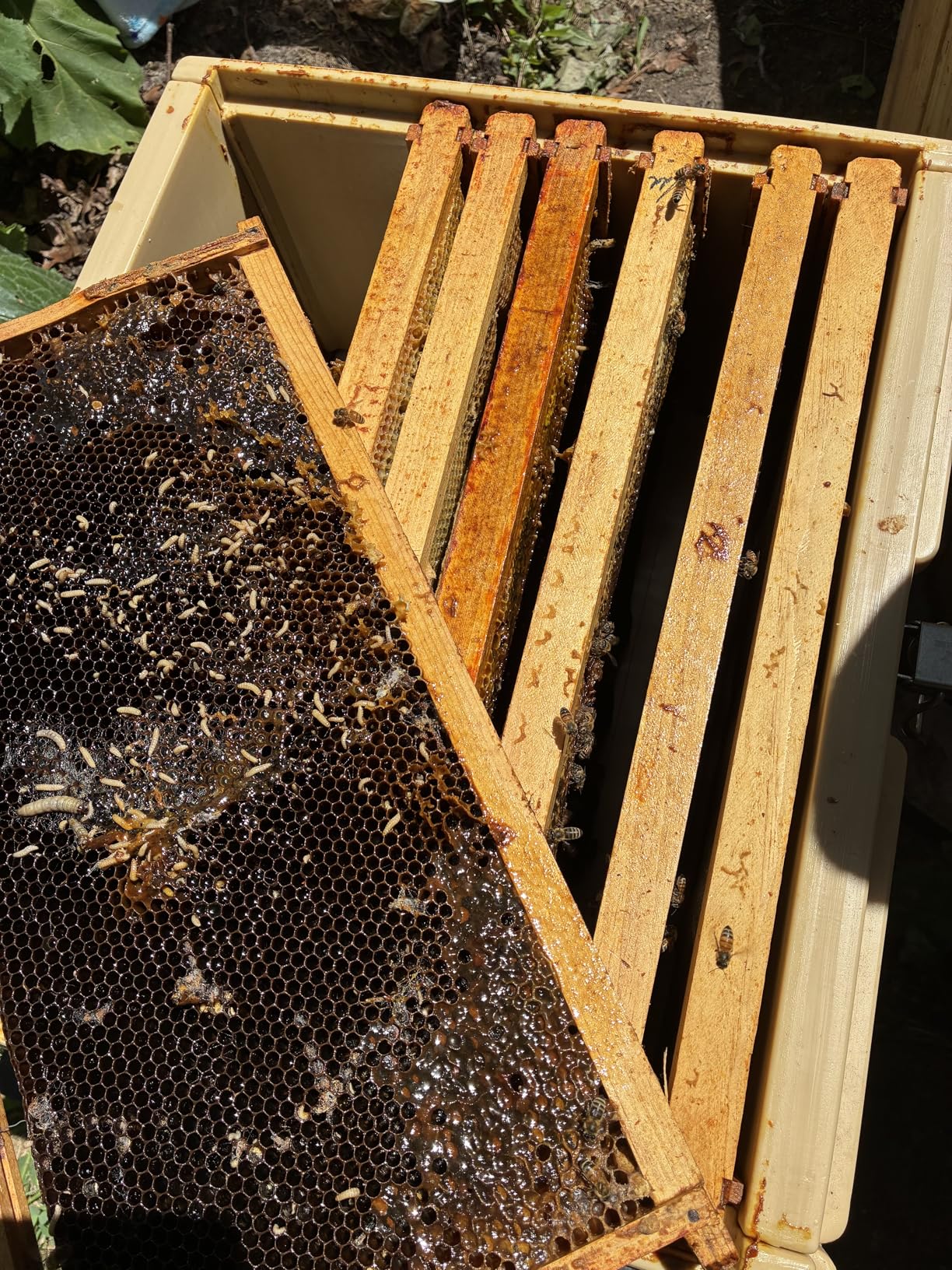 Ergo Insulated 10 Frame Bee Hive Set [NO Frames Included] (Single Hive, White Body Yellow Entrance) customer photo 2