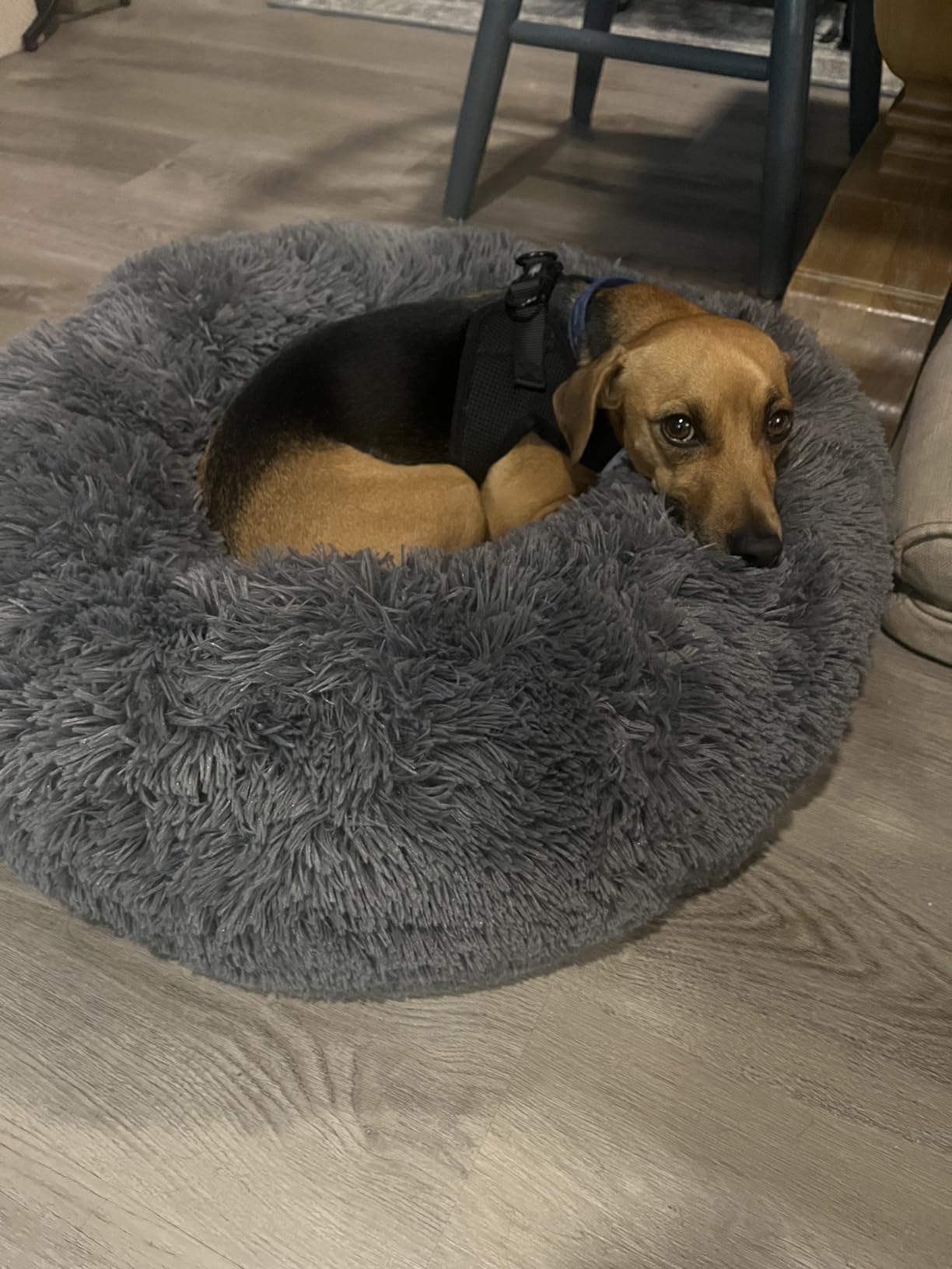 Bedsure Calming Dog Bed for Small Dogs - Donut Washable Small Puppy Bed, 23 inches Anti-Slip Round Fluffy Plush Faux Fur Large Cat Bed, Fits up to 25 lbs Pets, Camel customer photo 1